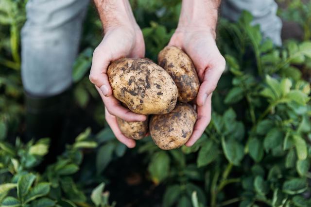 Советы по выбору семенного картофеля