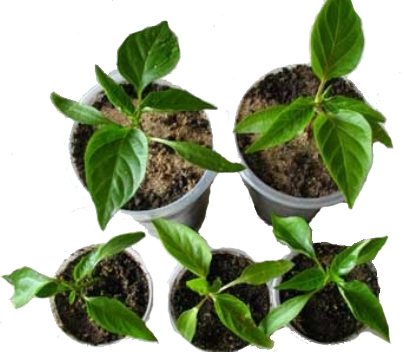 Выращивание рассады перца в домашних условиях: пикировка  и уход за рассадой 
