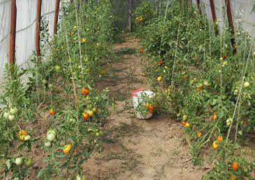 Выращивание помидор в теплице: 7 вещей, о которых нужно знать каждому дачнику