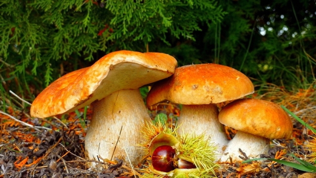 Лесные грибы при беременности