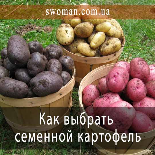 Как выбрать семенной картофель