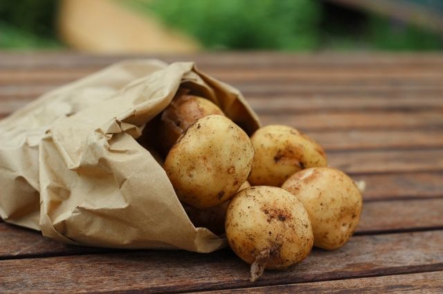 Как обновляют сорта картофеля