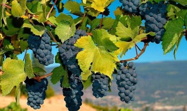 7 сортов винограда Потапенко с небывалой морозостойкостью