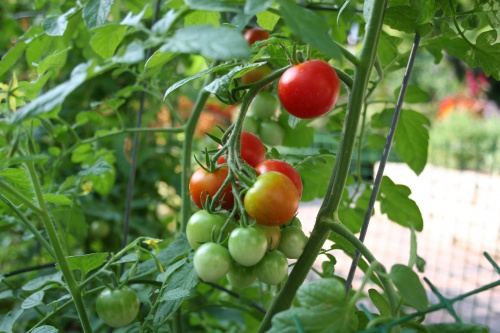 Как ухаживать за помидорами после высадки рассады в открытый грунт
