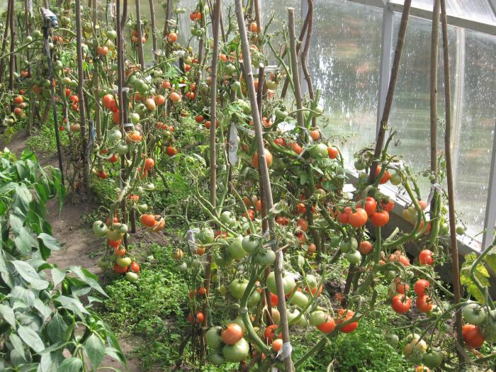 Как избежать заболеваний томатов при выращивании в теплице