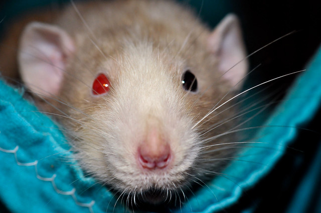 Декоративные крысы с разноцветными глазами